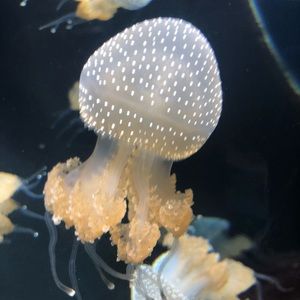 Meet your Posher, Grace